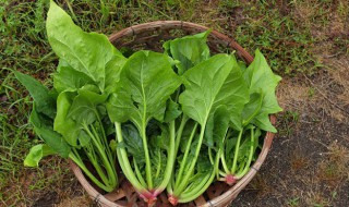 菠菜炒平菇做法步骤 家常菜菠菜炒平菇的做法