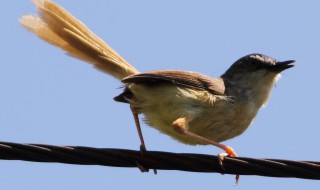 牛鶯鳥馬天鵝獅的叫聲各是什么 牛鶯鳥馬天鵝獅的叫聲各是怎樣叫