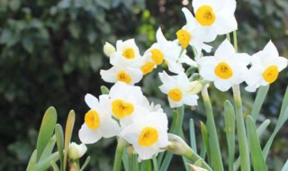 水培水仙花什么时候种植 水培水仙花种植时间