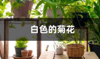 白色的菊花代表什么 白色的菊花代表著什么意思