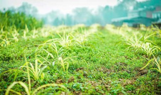 金牧糧草育苗方法 金牧糧草育苗步驟如下