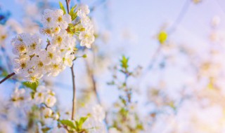 百花盛開美好的景象寫一段話 怎么寫百花盛開的話語