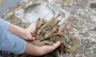 大頭蝦煮多久 煮蝦的技巧介紹