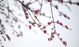 下雪對農(nóng)事的好處包括什么 冬天下雪對農(nóng)作物的好處是什么