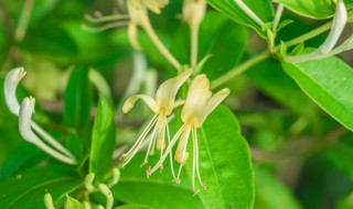 金银花有什么效果 金银花有哪些效果