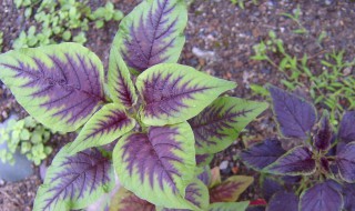 多年生草本植物是什么意思 多年生草本植物介绍