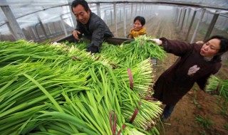 大棚韭菜種植技術(shù)是什么 大棚韭菜種植技術(shù)介紹