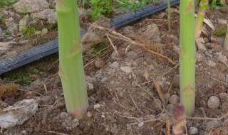 芦笋种植的方法 芦笋种植技术