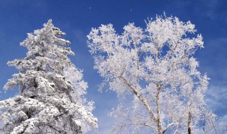 描述冬天的雪句子 描寫冬天雪的優(yōu)美句子有哪些