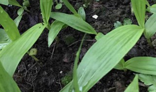 怎樣種植白芨 如何種植白芨