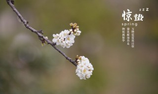 小满惊蛰芒种哪个不属于夏季 小满惊蛰芒种不属于夏季的节气