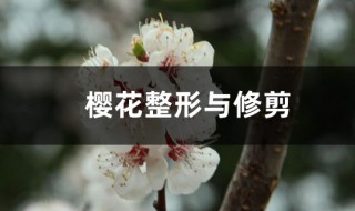 櫻花樹的修剪方法 櫻花樹整形與修剪