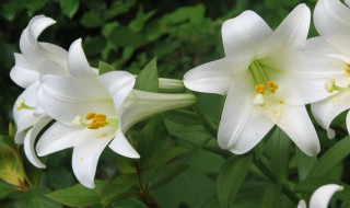 百合花怎么种植（食用百合花怎么种植）