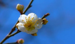 梅花香自苦寒來的特點（梅花香自苦寒來是哪種梅花）