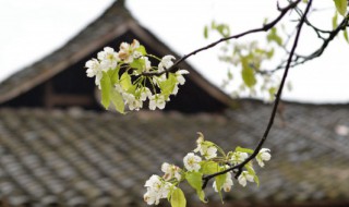 清明节祭祀注意事项 清明节祭祀需要注意哪些安全事项