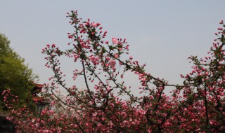 桃花劫是什么意思? 桃花劫简单介绍