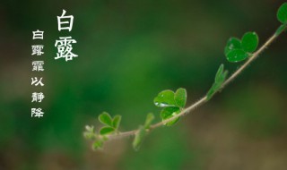 白露是几月几日2021年 白露节气的介绍