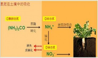 萌芽期氮肥怎么吸收 氮肥在萌芽期如何吸收