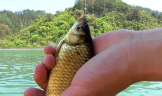 夏季釣鯽魚用什么味型 夏季要用什么味型釣鯽魚