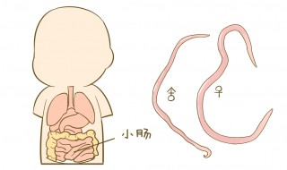 蛲虫最怕什么药 了解一下