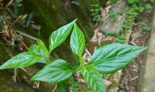 銀子菜學(xué)名叫什么（馬銀子菜的學(xué)名）