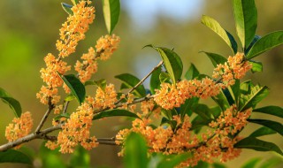 桂花养殖方法 月月桂花养殖方法