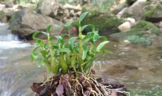 石斛的种植方法 石斛的种植方法及繁殖