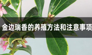 瑞香的种植及养护方法 瑞香的养殖方法和注意事项 盆栽