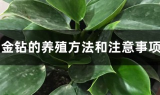 大叶花卉金钻的养殖方法（大叶金钻花卉怎么养）