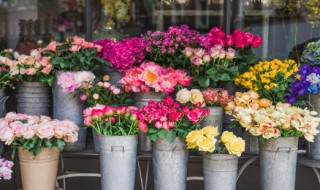 迎春花市宣传语 迎春花市宣传语怎么写