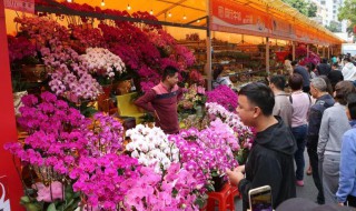 迎春花市賣什么好 迎春花市買什么花