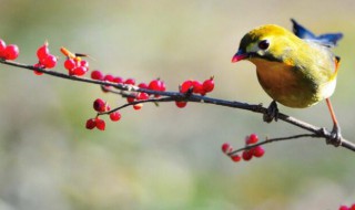 百鳥鳴囀的意思 百鳥鳴囀的意思是指什么