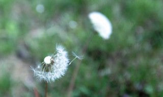 什么植物是風(fēng)吹播種的 風(fēng)吹播種的植物有哪些