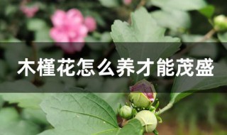 木槿花怎么养才能茂盛 木槿花的养殖方法