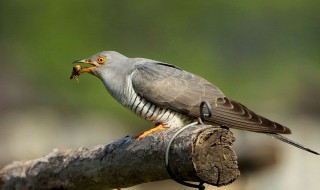 鳩占鵲巢指什么動物 鳩占鵲巢指什么動物的