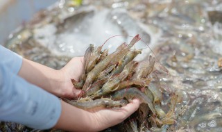 怎么做虾干（怎么做虾干好吃又简单）