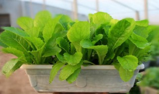 室内种植小白菜的方法 室外种植小白菜的方法