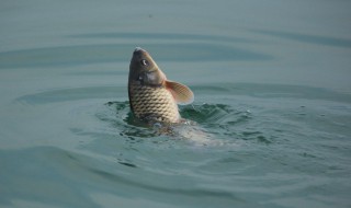 人工繁殖鯉魚(yú)的方法 鯉魚(yú)人工如何繁殖