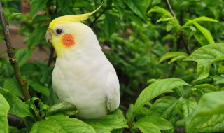 玄鳳鸚鵡怎么分辨公母 玄鳳鸚鵡怎么分辨雌雄