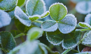 霜降是24节气第几个节气 霜降节气的介绍