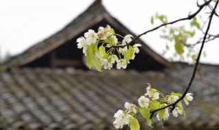 清明节祭扫的意义 清明节祭扫有什么意义