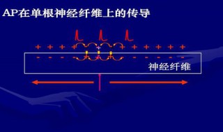 动作电位的产生为什么呈全或无现象（动作电位全或无现象产生原因）