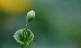 如何讓絲瓜早發(fā)芽 如何讓絲瓜早發(fā)芽出苗