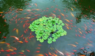 魚塘哪些魚會自然繁殖（魚塘哪些魚會自然繁殖后代）