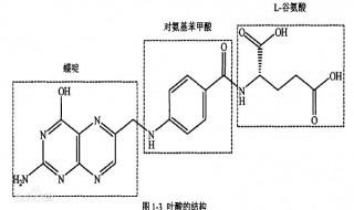 葉酸的作用 葉酸的作用與功效