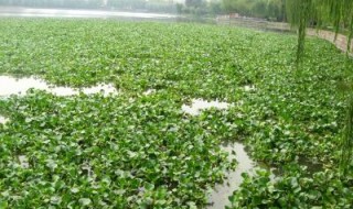 为什么水葫芦能漂浮在水面 为什么水葫芦能漂浮在水面上