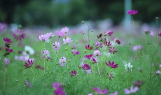 写野花小草的句子（描写野草野花的句子）