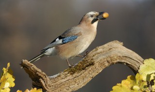 鳥在深山吃什么 鳥在深山吃什么飼料