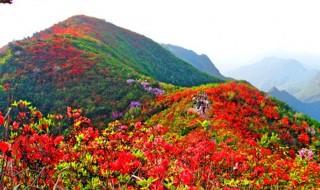 百里杜鹃花期（百里杜鹃花期多久结束）