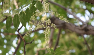 香椿花的功效与作用（香椿花的功效与作用及禁忌）